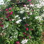 Dscn1709