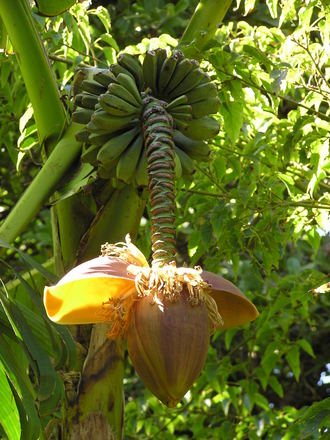Banana tree (Musa spp)