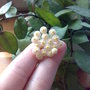 Hoya lacunosa blooming (Hoya lacunosa)