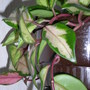 Hoya carnosa