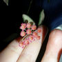 Blooming Hoya DS-70 (Hoya DS-70 C. M. Burton)