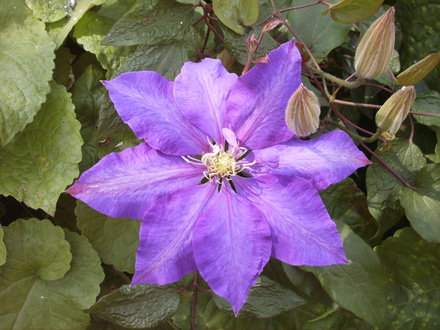Clematis 'Daniel Deronda' (Clematis 'Daniel Deronda')