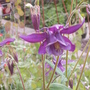 Aq_purple1