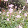 Aq_pink