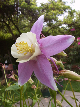 Purple/Yellow bi-colour Aquilegia (Aquilegia 'McKennas Large Flowered Hybrids')