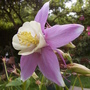 Purple/Yellow bi-colour Aquilegia (Aquilegia 'McKennas Large Flowered Hybrids')