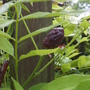 Wisteria_sinensis_bud - Blog (Wisteria sinensis (Chinese wisteria))