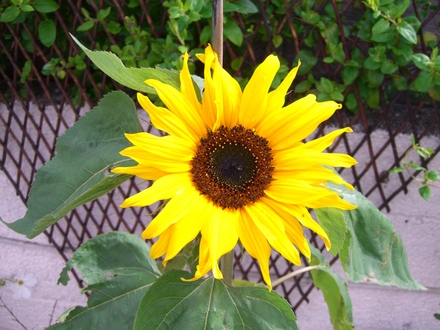 A garden flower photo