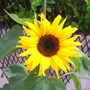 070802_sunflower_