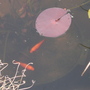 Rooster and Sphere