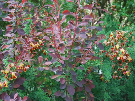 Broom_and_burberis.jpg (Berberis thunbergii)
