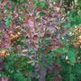 Broom_and_burberis.jpg (Berberis thunbergii)