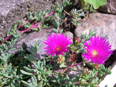 A garden flower photo (mesembryanthemum lampranthus)
