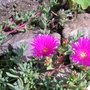 A garden flower photo (mesembryanthemum lampranthus)