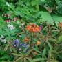 Fireglow.jpg (Euphorbia griffithii 'Fireglow)