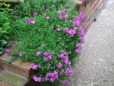 Phlox_Douglasii.jpg (Phlox douglasii)