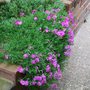 Phlox_darwinii