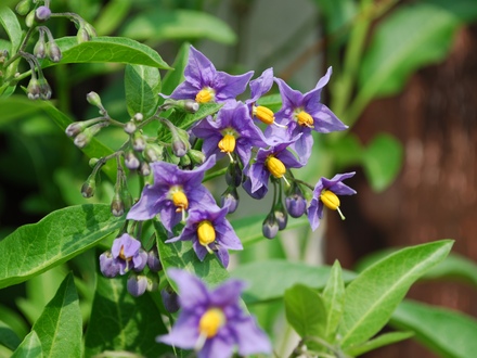 Solanum.jpg (Solanum crispum)