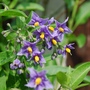 Solanum