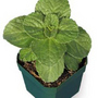 ColeusCanina.jpg