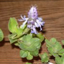 C_Canina_Flower.jpg