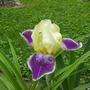 Newplantings_06