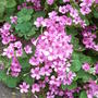 Oxalis (Oxalis)