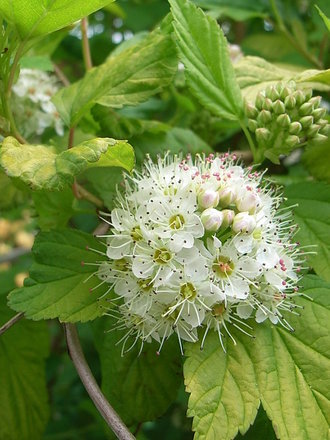 Physocarpus opulifolius 'Darts Gold' (Physocarpus opulifolius)