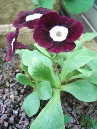 Primula auricula (Primula auricula)