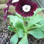 Primula auricula (Primula auricula)