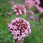 Phuopsis stylosa