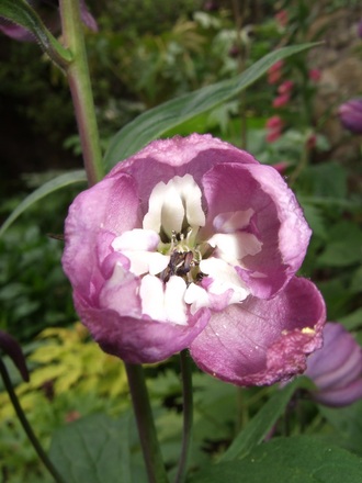Delphinium 'Guinevere' (Delphinium 'Guinevere')