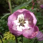 Delphinium_guinevere_