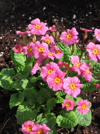 primrose (Primula vulgaris (Native primrose))