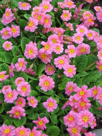 carpet of primrose (Primula vulgaris (Native primrose))