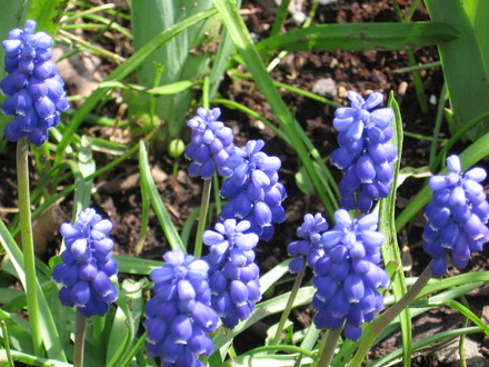 grape hyacinth (Muscari armeniacum (Grape hyacinth))