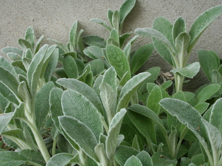 lambs ear (Stachys byzantina)