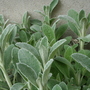 Stachys byzantina