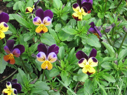 viola (viola odorata, viola tricolor)