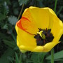 tulip
