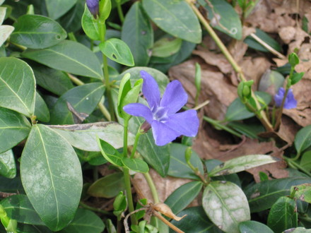vinca (Vinca)