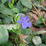 vinca (Vinca)
