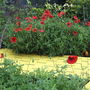 Poppies2