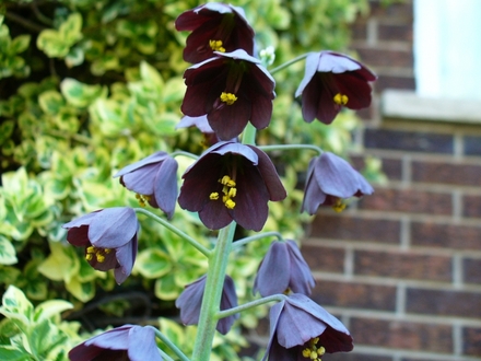 A garden flower photo
