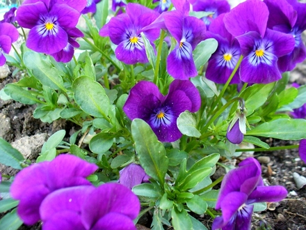 A garden flower photo