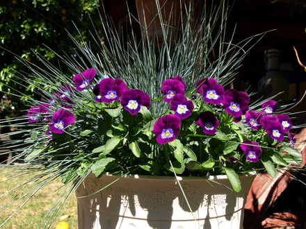 Pansy & blue grass
