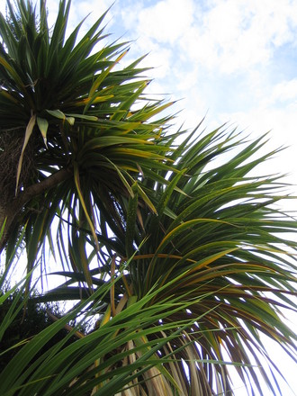 Cabbage Tree 1 (Cordyline australis)