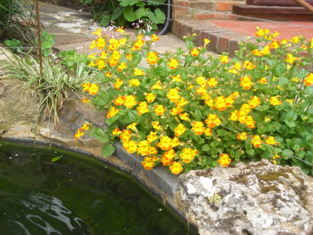 Musk by the pond. (Mimulus)