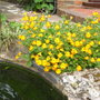 Musk by the pond. (Mimulus)