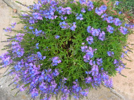 Prostrate Veronica. (Prostrate Veronica.)